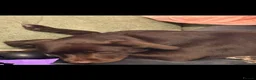 Labrador Retriever dogs for sale: Stunning chocolate Labrador  in Nottingham - Advert 6