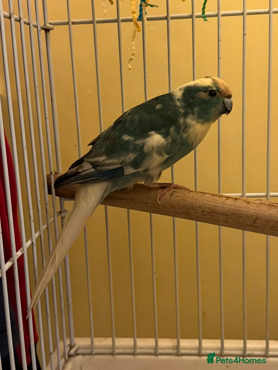 Parakeets birds for sale: Blue pied kakariki - Advert 1