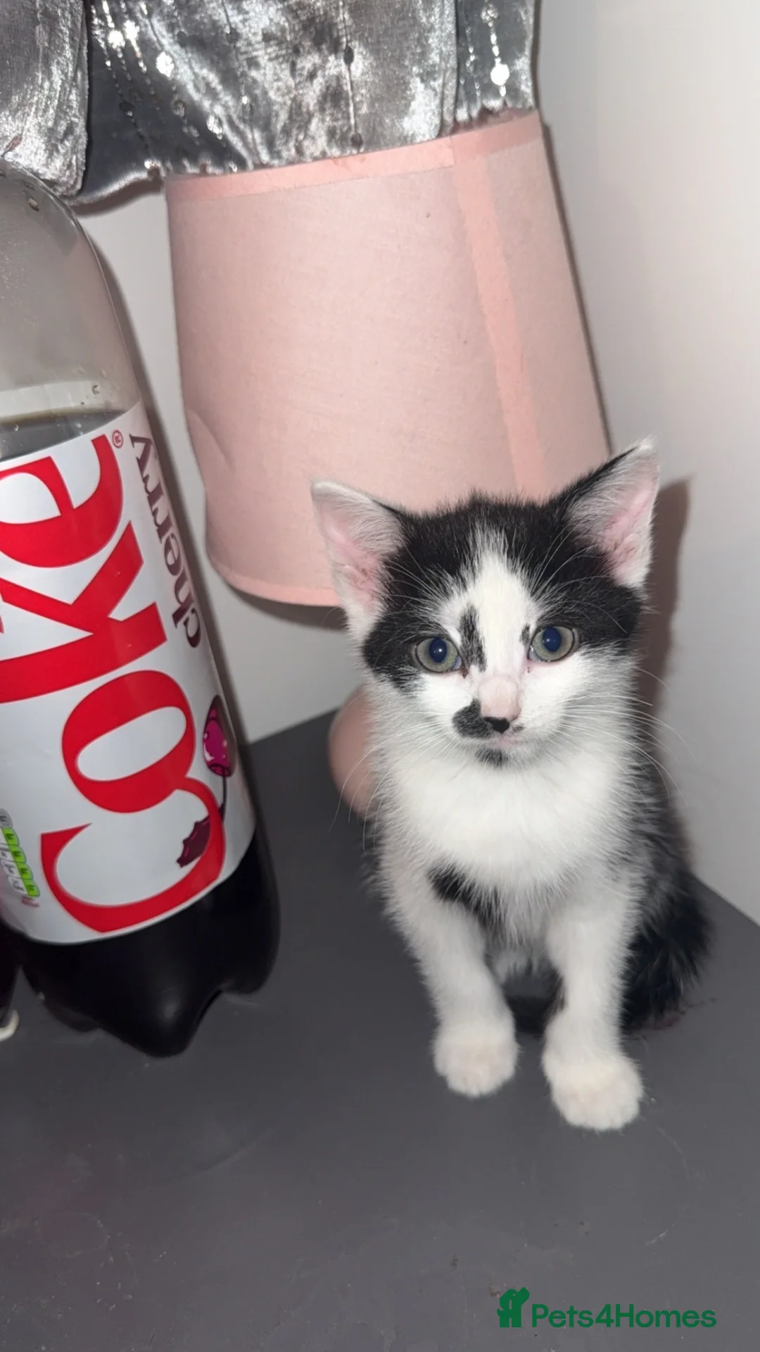 Mixed Breed cats for sale: black and white kitten - Advert 2
