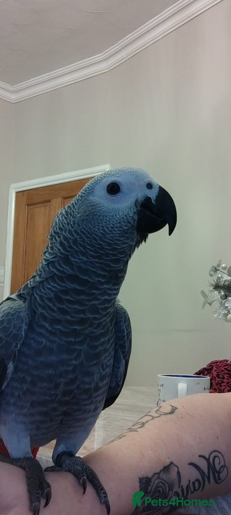 Parrots birds Hand reared 11 month old female african grey - Advert 1