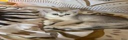 Scottish Fold cats for sale: Snow spot Scottish fold kittens - Advert 9