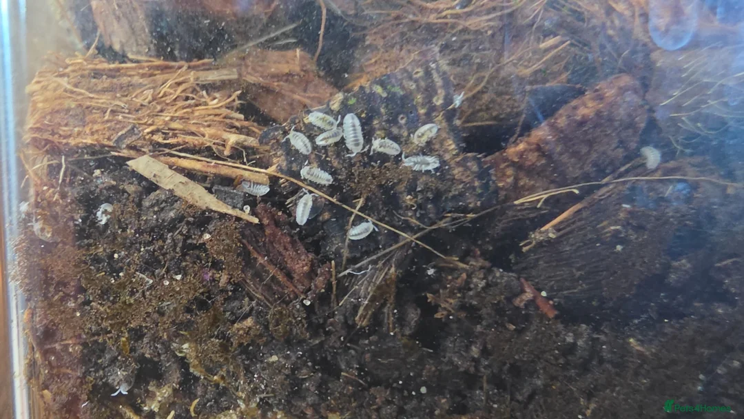 Isopods invertebrates for sale: Armadillidium sp MAGIC POTIONS - Advert 1