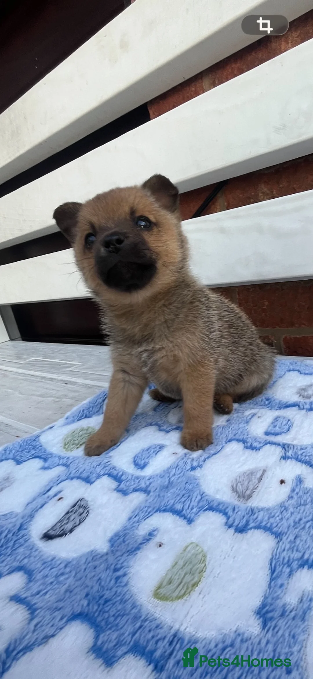 Mixed Breed dogs for sale: Foxed face pomerian cross jackrussel in Ledbury - Advert 2