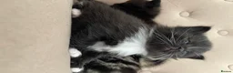 Mixed Breed cats for sale: Adorable Kittens for Sale! in Isleworth - Advert 12