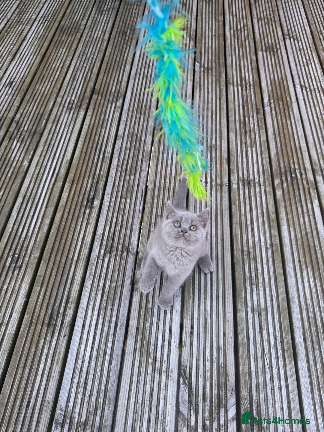 British Shorthair cats for sale: Adorable British shorthair kittens  - Image 10