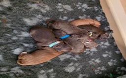 Cockapoo dogs for sale: Adorable F2b Cockapoo Puppies – Ready to Reserve  - Image 5
