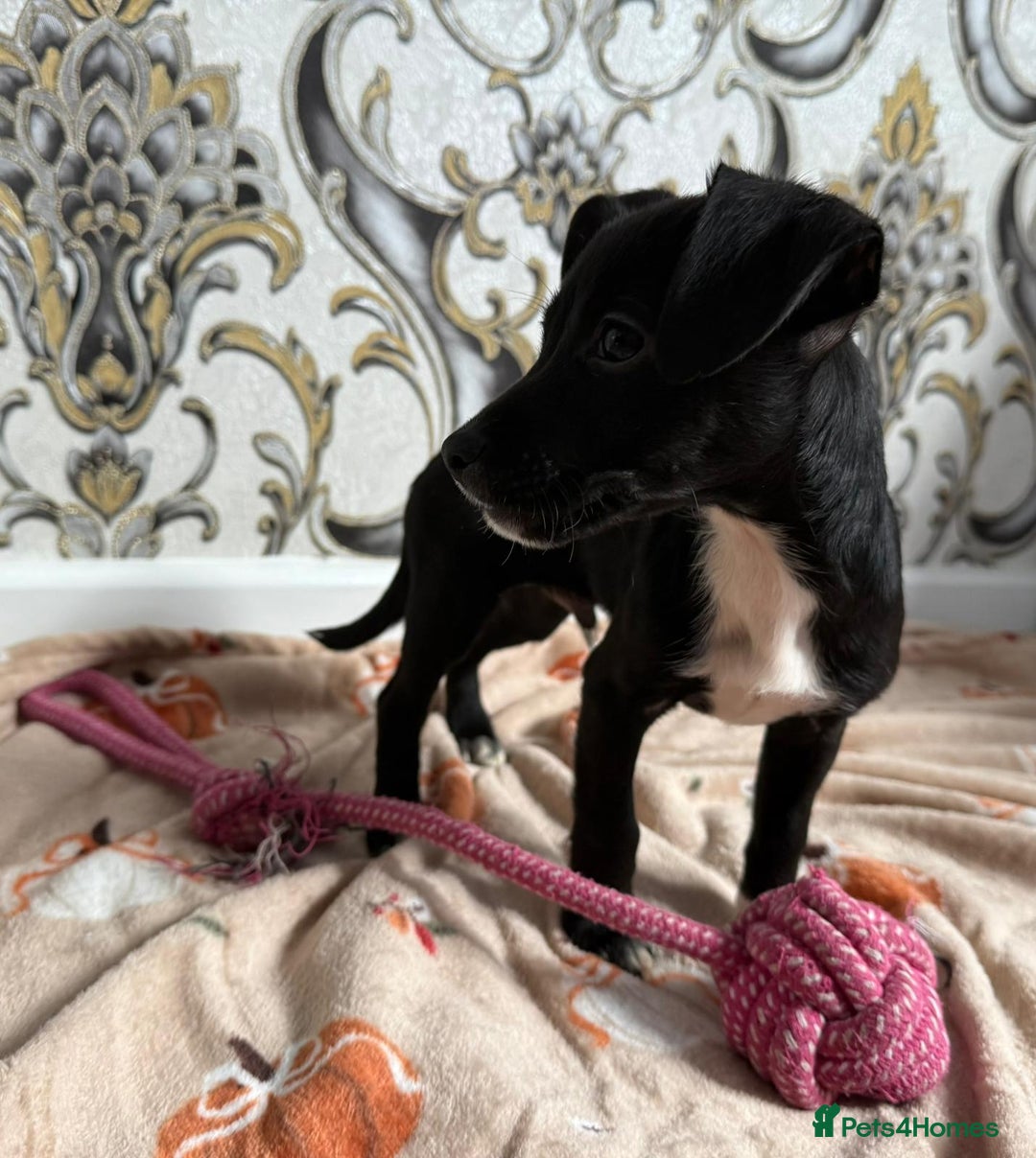 Mixed Breed dogs for sale: Cocker jack - Image 10
