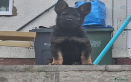 German Shepherd dogs for sale: 7 week old KC German Shepard.  - Image 2