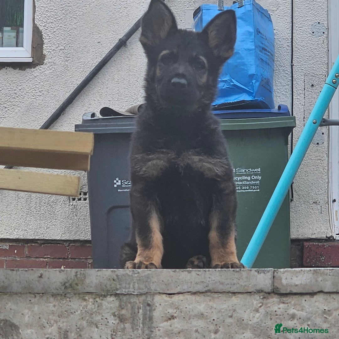 German Shepherd dogs for sale: 7 week old KC German Shepard.  - Image 2