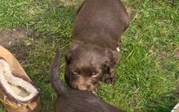 Sprocker dogs for sale: Sprocker Spaniels - Advert 9