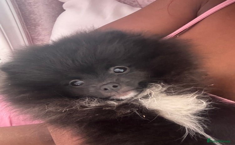 Pomeranian dogs - Advert 1