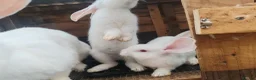 Continental Giant rabbits for sale: Male continental giant babies  - Advert 6