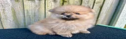 Pomeranian dogs for sale: Adorable, KC Registered Pomeranian Puppies in Colchester - Advert 14