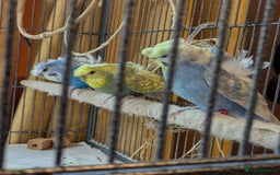 Budgerigars birds for sale: Japanese crested Hagoromos for sale - Image 1