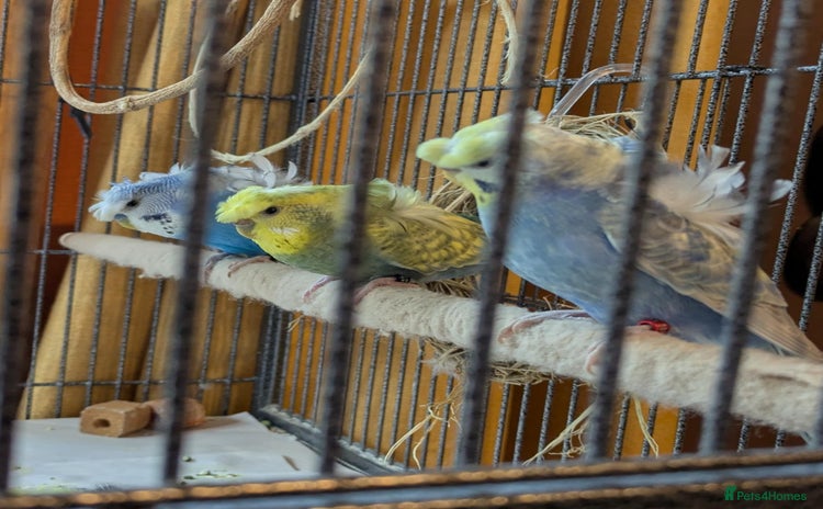 Budgerigars birds - Advert 1