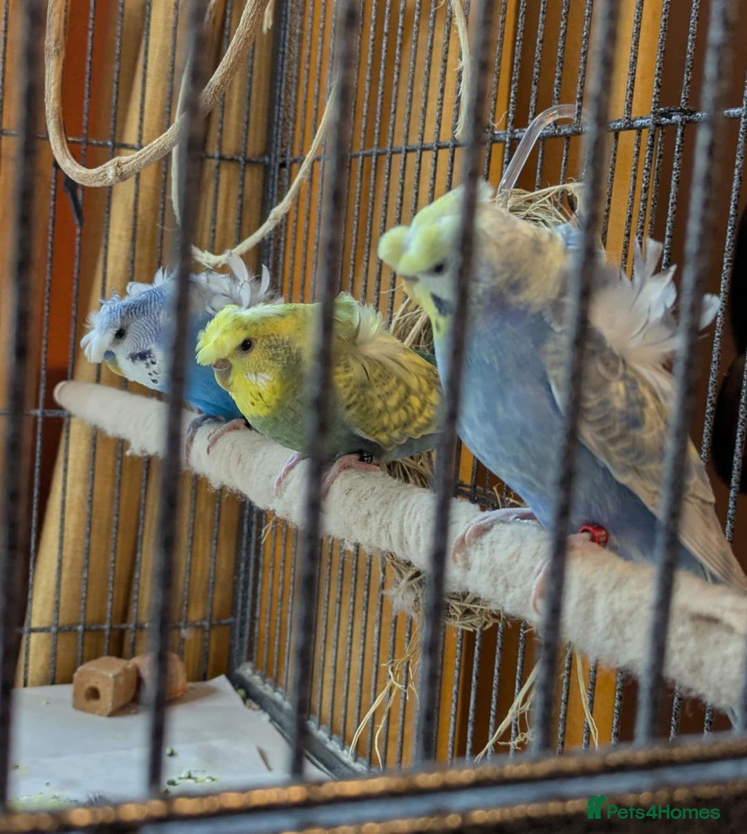 Budgerigars birds for sale: Japanese crested Hagoromos for sale - Image 1