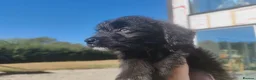 Bordoodle dogs for sale: Borderdoodle - Advert 8
