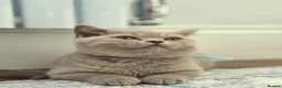British Shorthair cats for sale: Chunky Teddy Bear ✨ Pure British Shorthair Kittens - Advert 24
