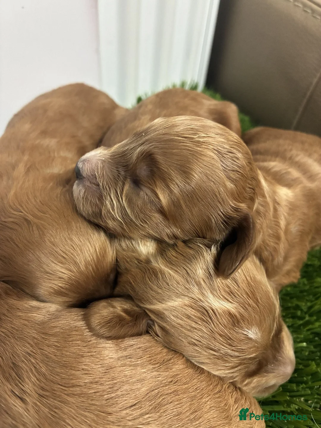 Cockapoo dogs for sale: 🌟 Gorgeous F1 Cockapoo puppies 🌟 - Advert 2