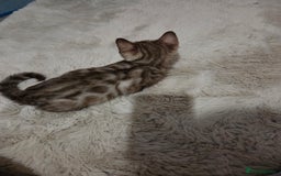 Bengal cats for sale:  1 stunning male bengal kitten (reduced price) - Image 30