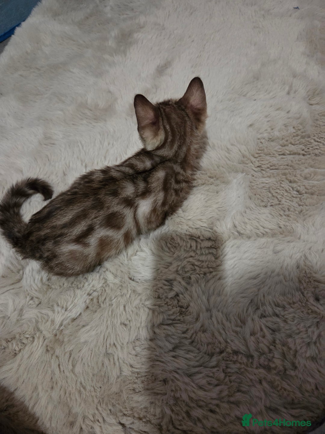 Bengal cats for sale:  1 stunning male bengal kitten (reduced price) - Image 30