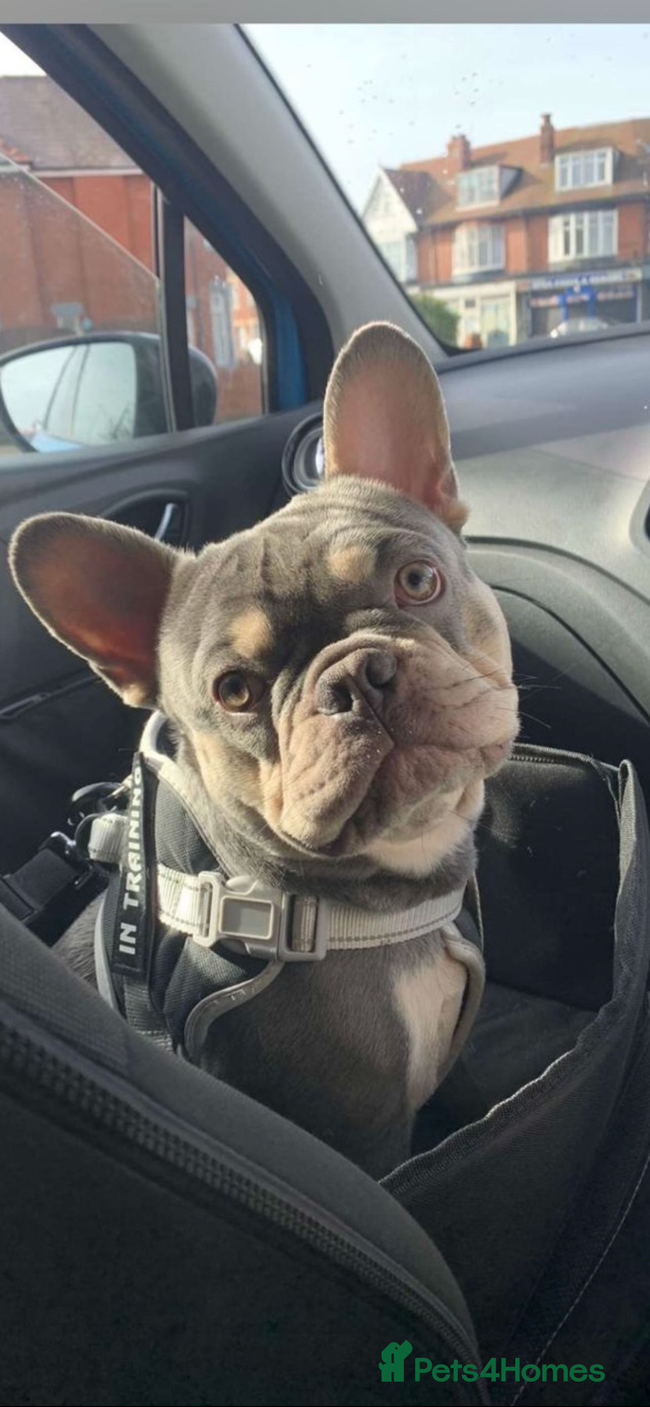 French Bulldog dogs Loving Male French Bulldog - Advert 1