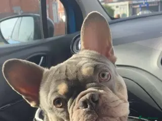 French Bulldog dogs Loving Male French Bulldog - Advert 1
