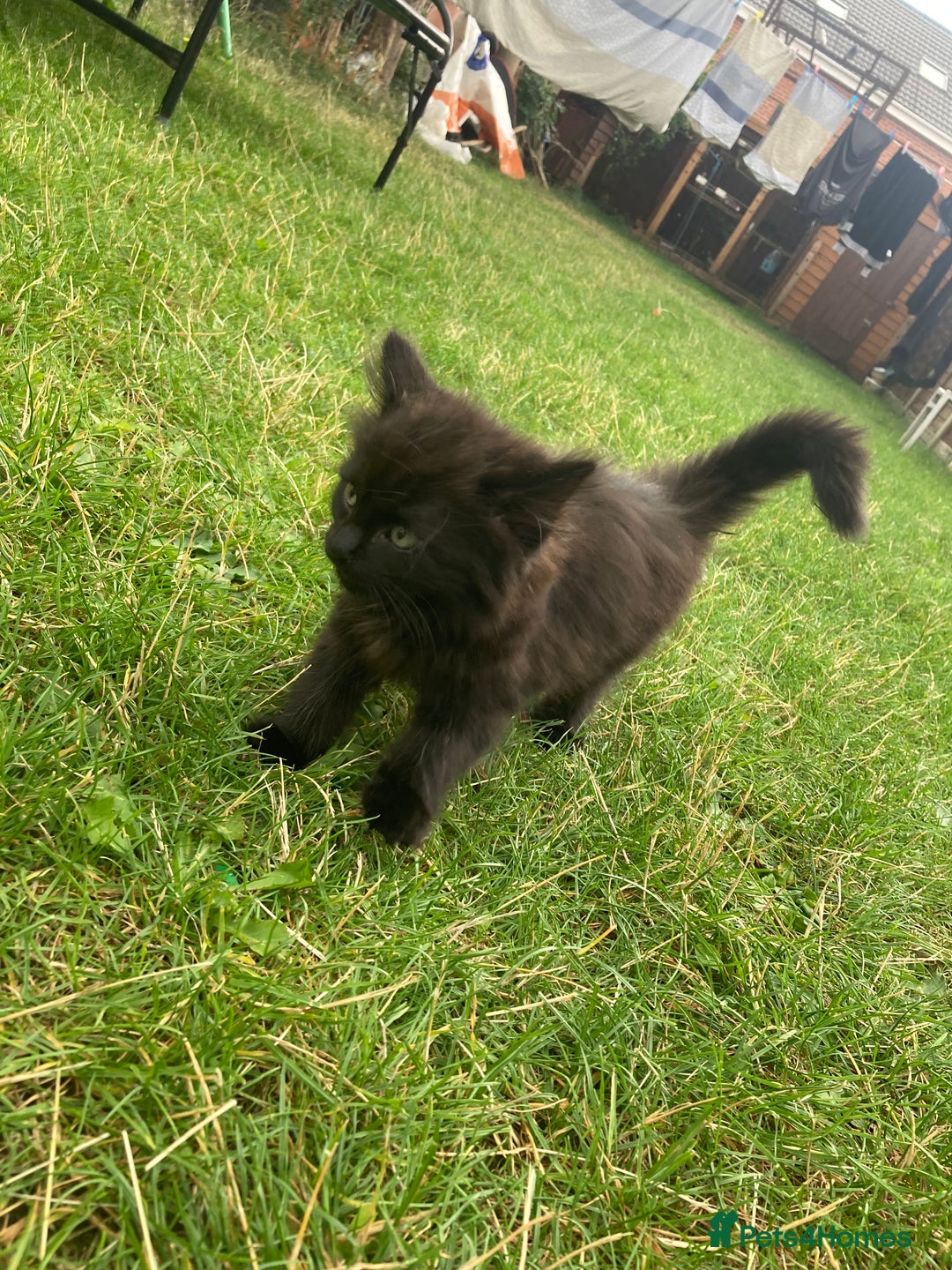 Turkish Angora cats for sale: 3 beautiful kittens ready to find a loving home  - Image 8