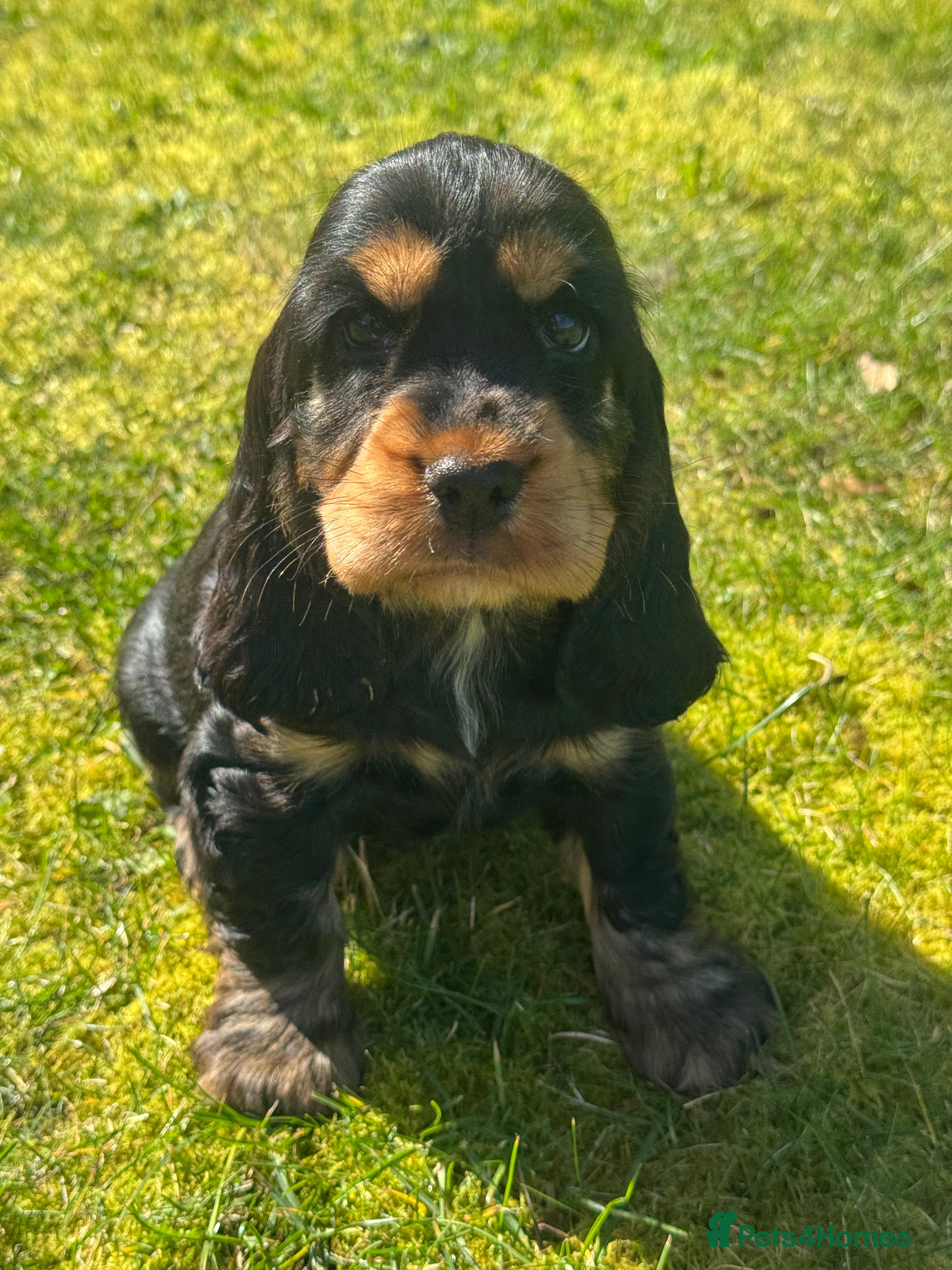 Cocker Spaniel dogs 100% SHOWTYPE KC REG FROM HEALTH TESTED PARENTS  - Advert 8