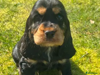 Cocker Spaniel dogs 100% SHOWTYPE KC REG FROM HEALTH TESTED PARENTS - Advert 8