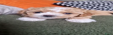 Maltipoo 2
