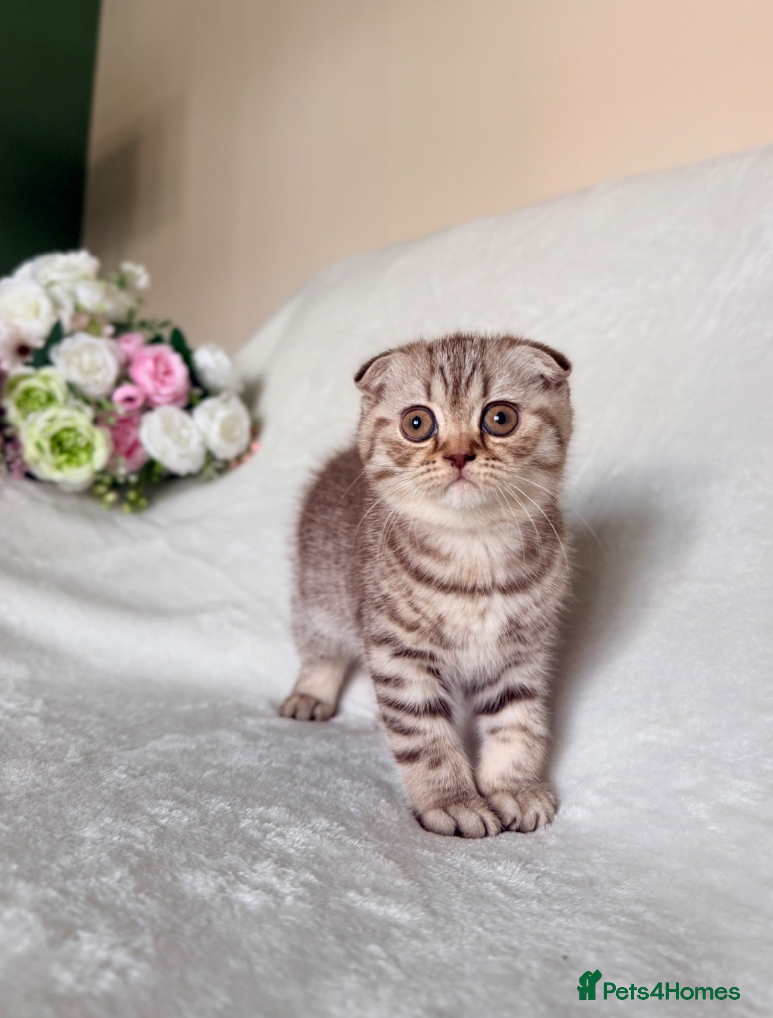Scottish Fold cats Adorable Scottish Fold Kittens - Advert 5
