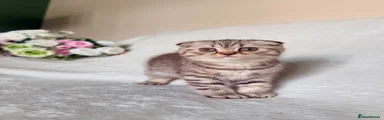 Scottish Fold 3