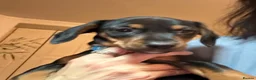 Dachshund dogs for sale: One little boy left out of litter of 7.  - Advert 2