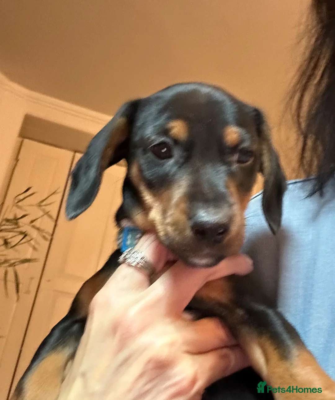 Dachshund dogs for sale: One little boy left out of litter of 7.  - Advert 2
