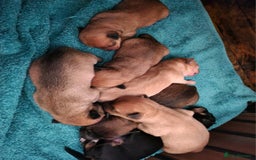 Mixed Breed dogs for sale: Beautiful jackchi puppies  - Image 2