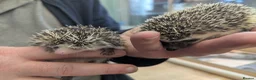 Pygmy Hedgehog rodents for sale: Baby African Pygmy Hedgehogs. Very friendly! - Advert 5