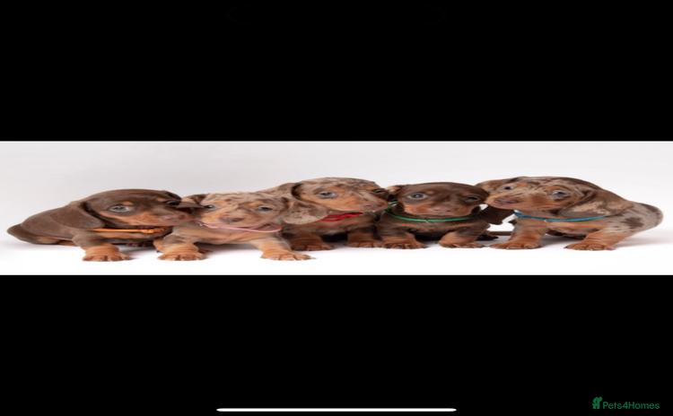 Miniature Dachshund dogs - Advert 4