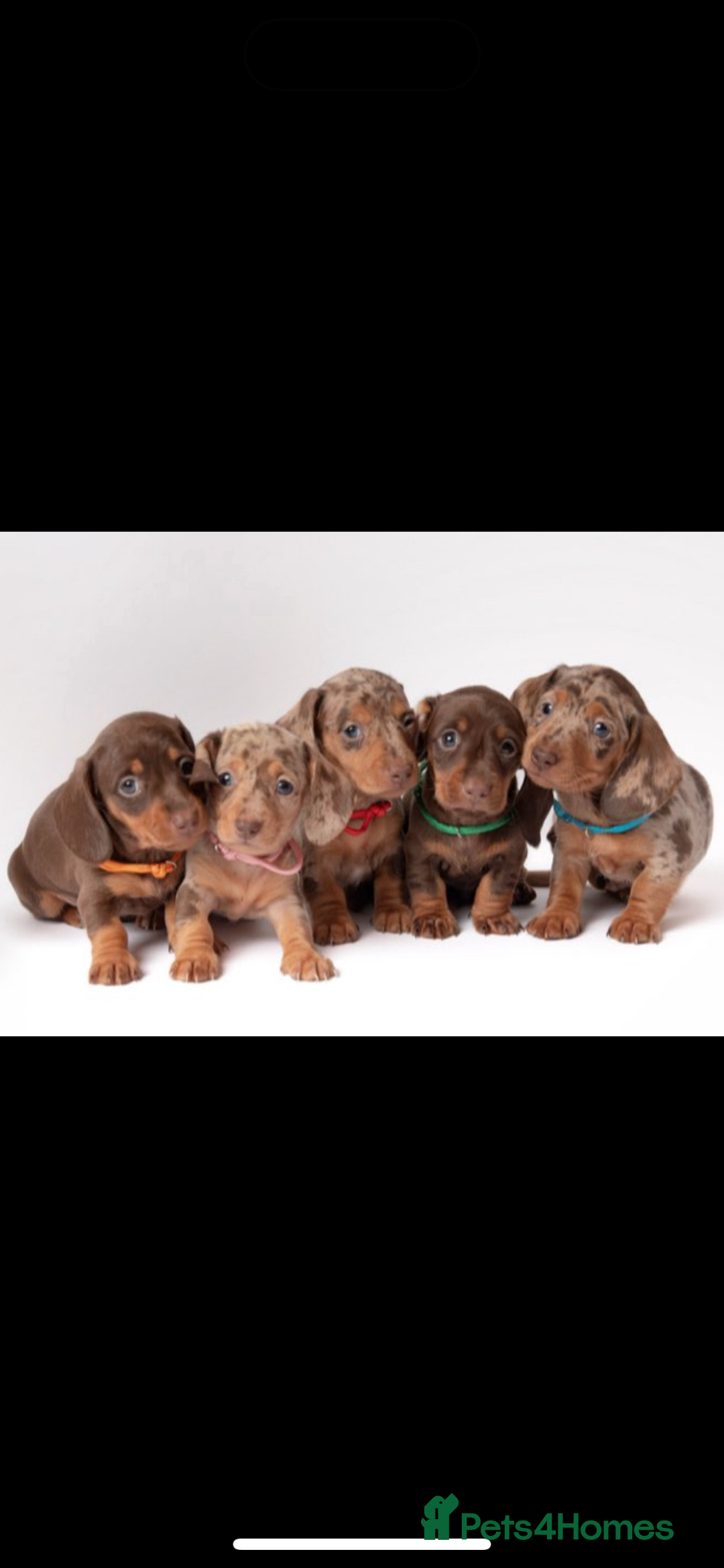 Miniature Dachshund dogs for sale: Beautiful miniature dachshunds - Image 1