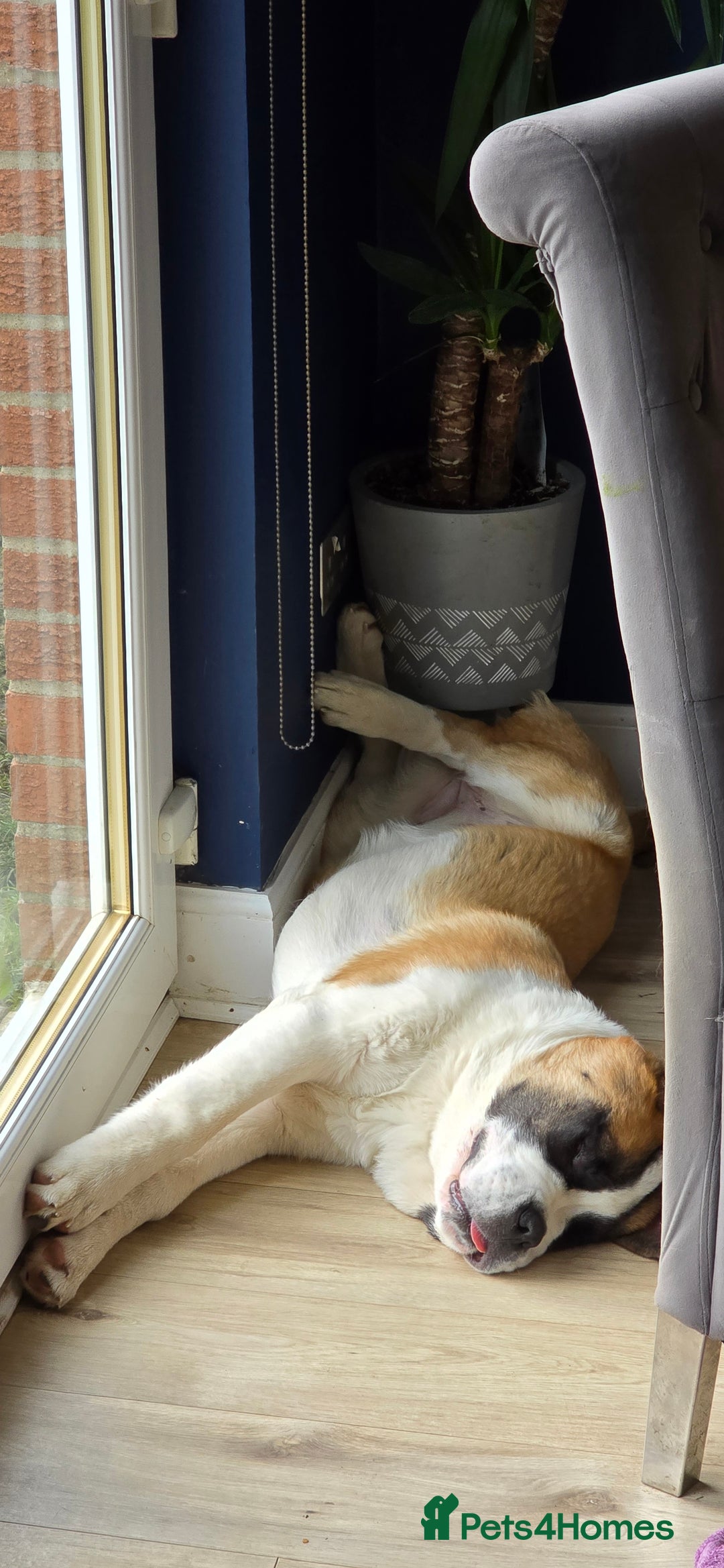 Saint Bernard dogs for sale: KC registered Female Saint Bernard puppy - Advert 7