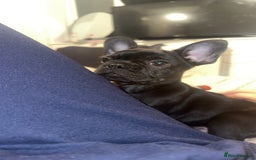 French Bulldog dogs for sale: Frenchie puppy for sale  - Image 4