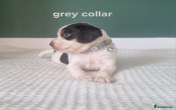 Cocker Spaniel dogs for sale: Beautiful cocker spaniel puppies - Image 2