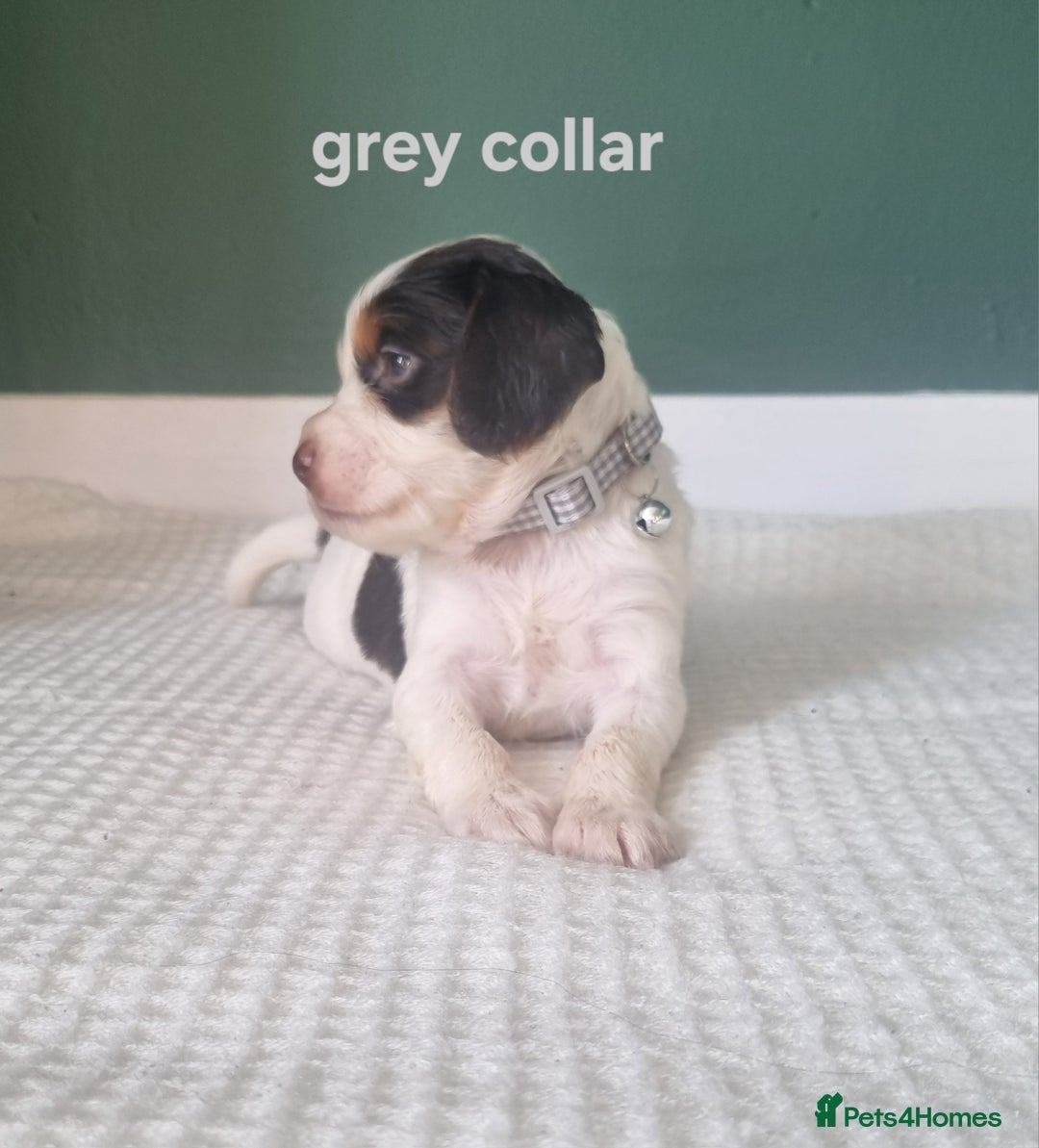 Cocker Spaniel dogs for sale: Beautiful cocker spaniel puppies - Image 2