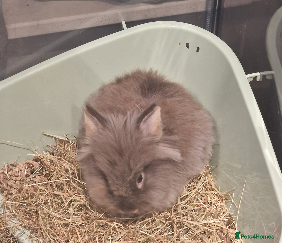 Lionhead rabbits for sale: Lionhead mix ( COCO) rabbit - Advert 1