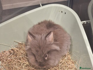 Lionhead rabbits Lionhead mix ( COCO) rabbit - Advert 19