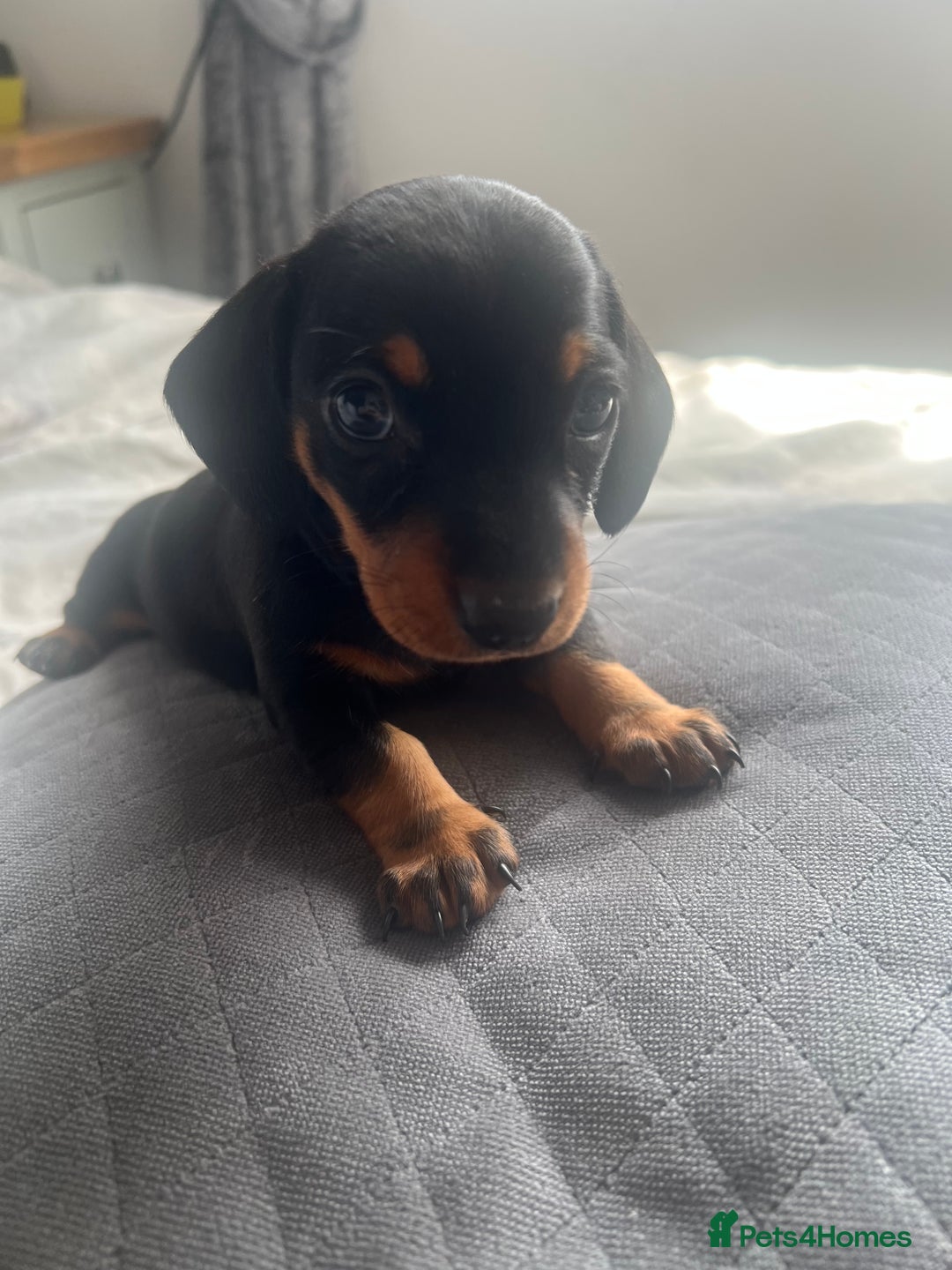 Miniature Dachshund dogs for sale: Just 1 left! KC registered miniature dachshund  - Image 17