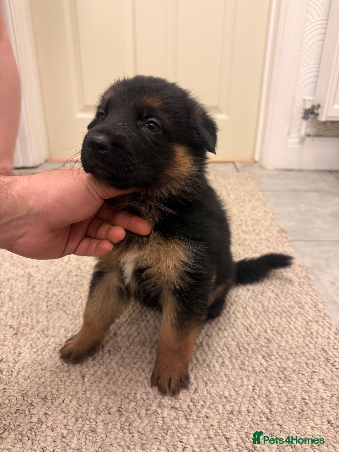 German Shepherd dogs for sale: German shepherd puppys kc pedigreepureblood line p - Advert 2