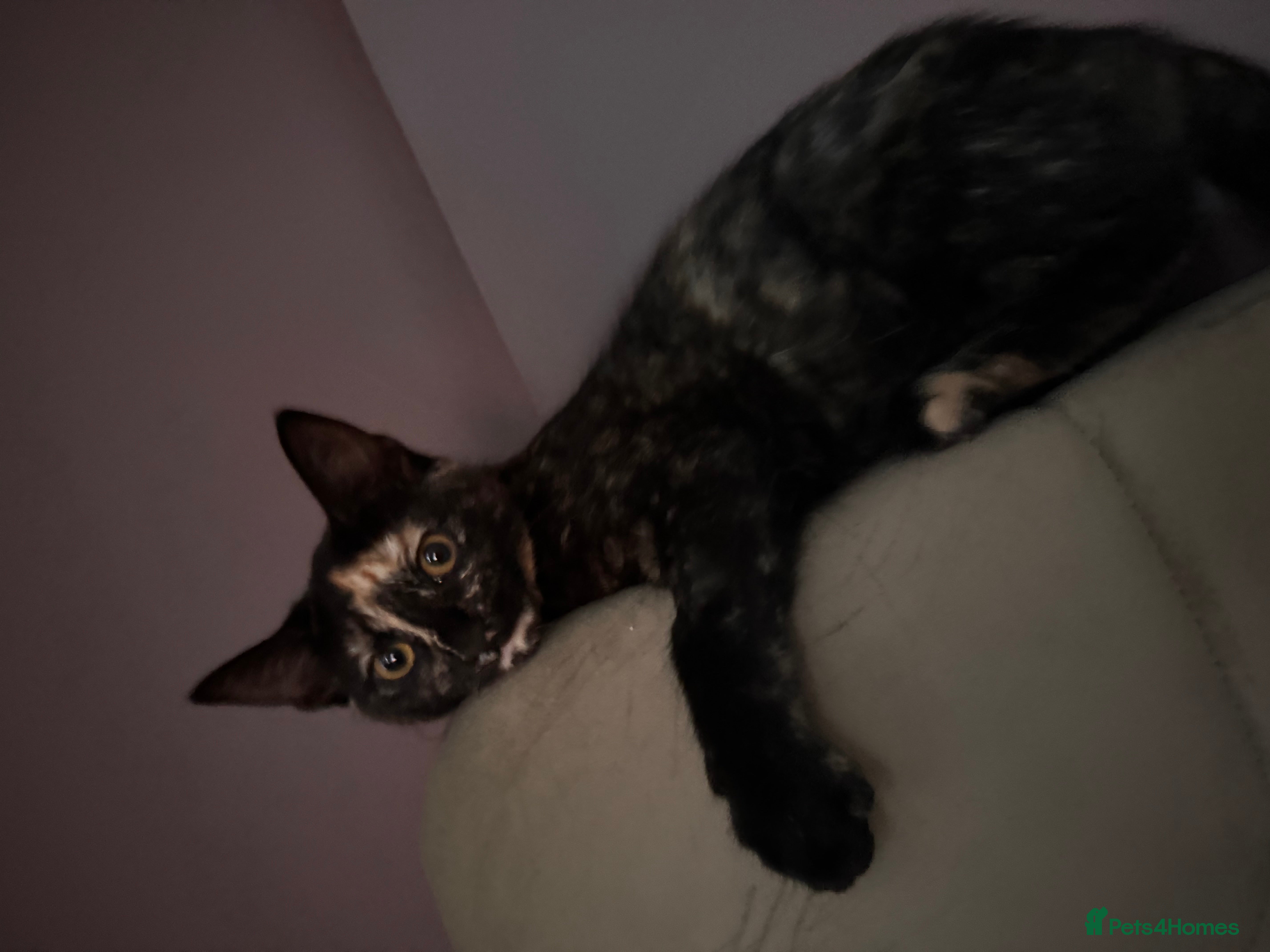 Mixed Breed cats Maple - 8 months old - Advert 1