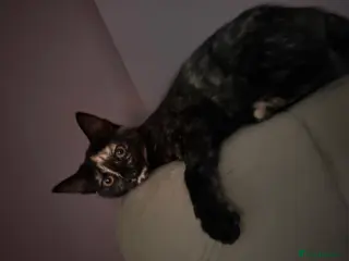 Mixed Breed cats Maple - 8 months old - Advert 2