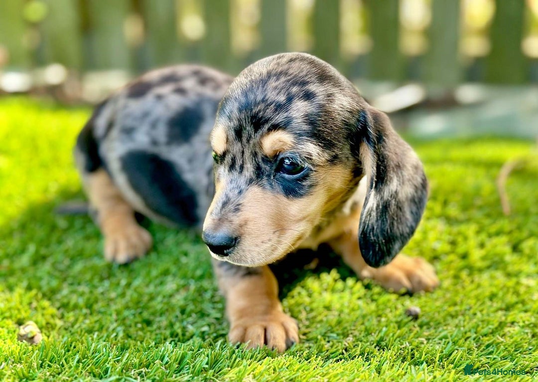 Miniature Dachshund dogs for sale:  litter of miniature dachshunds (smoothhair) - Image 3